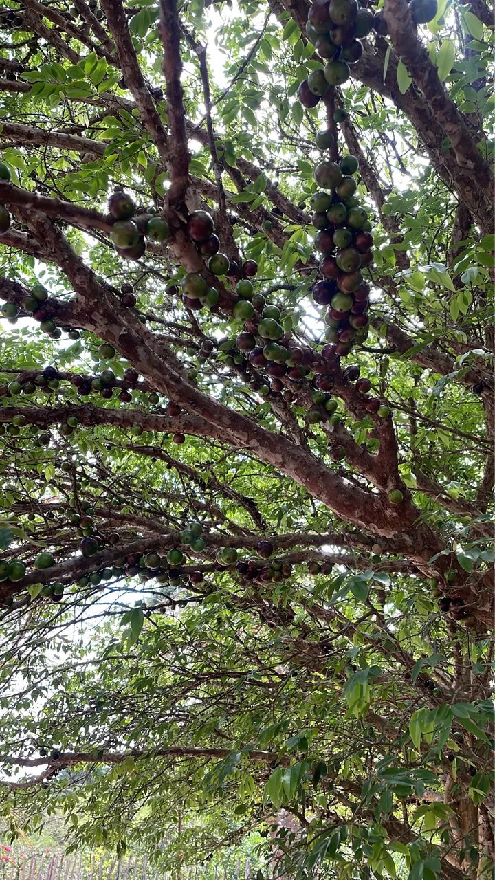 OPORTUNIDADE: Vendo Sitio escriturado perto de Bananeiras(10km) e Borborema (2k) - Foto 4