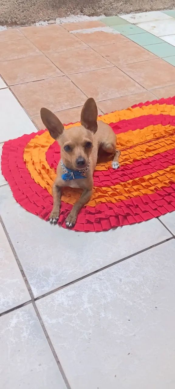 Vendo pinscher  - Foto 2