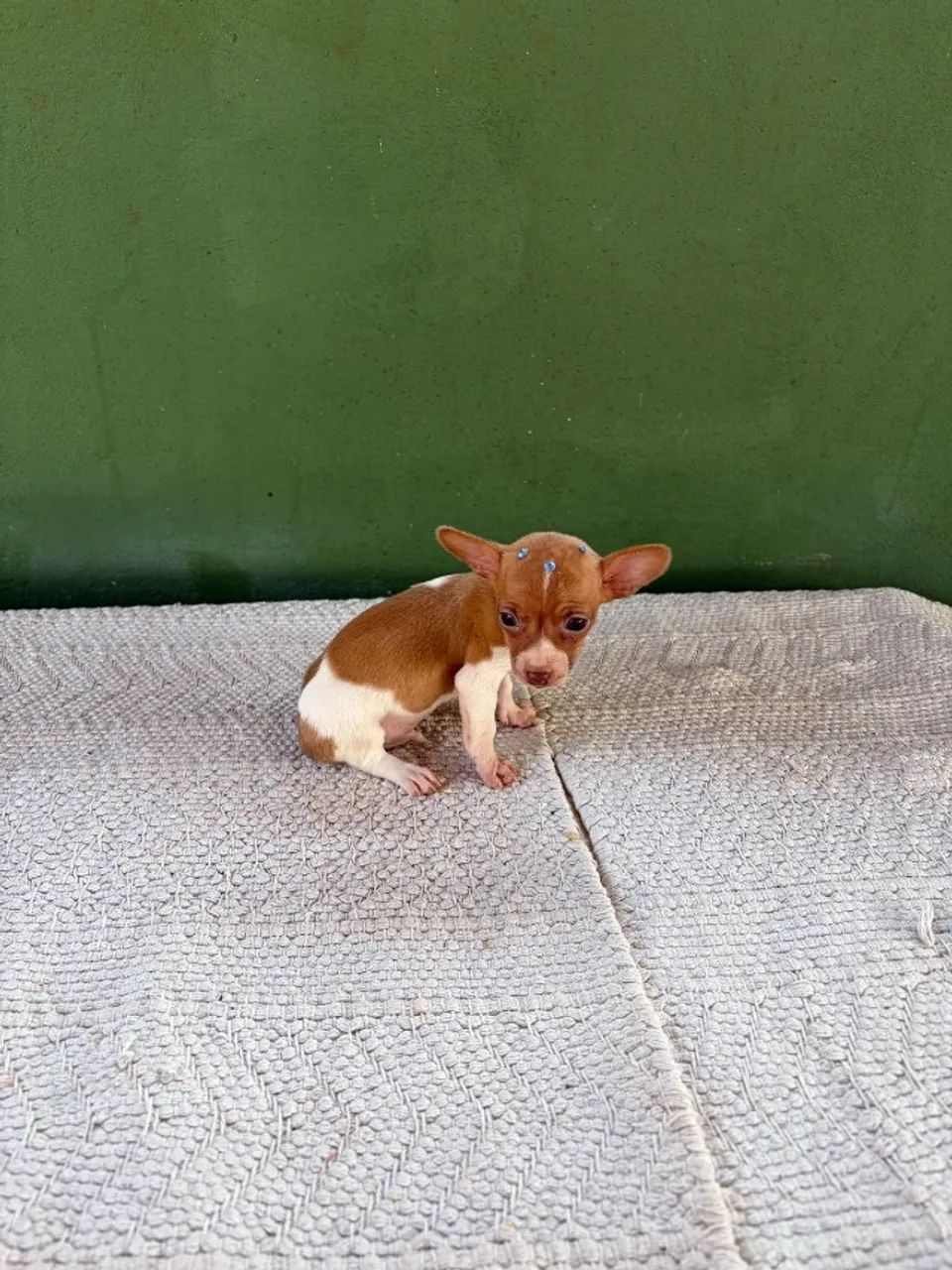 Filhote Pinscher Macho - Foto 3