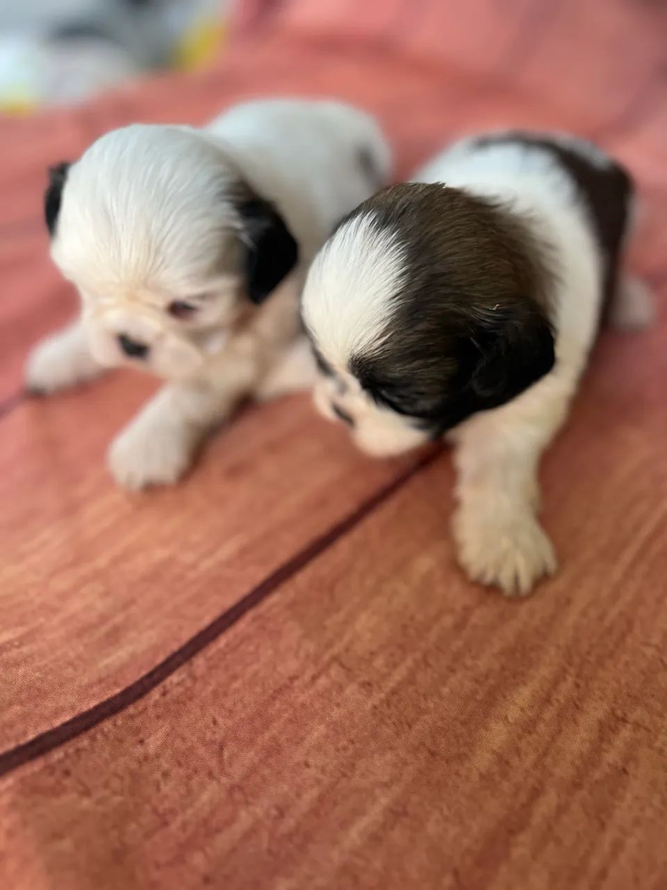 Shihtzu macho 