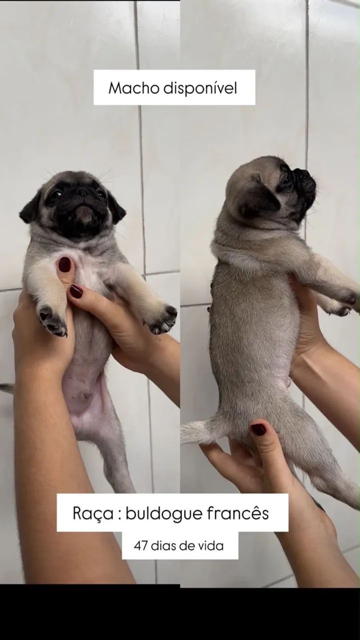 cachorro  - Foto 3