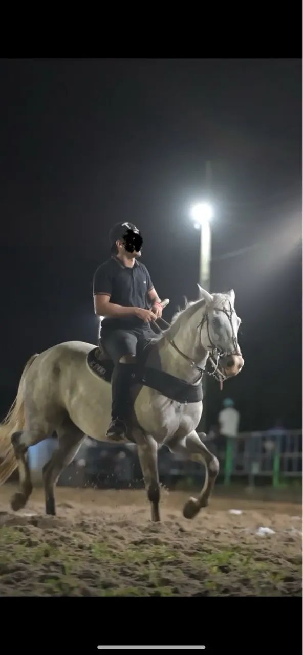 Cavalo manso de vaquejada  - Foto 2