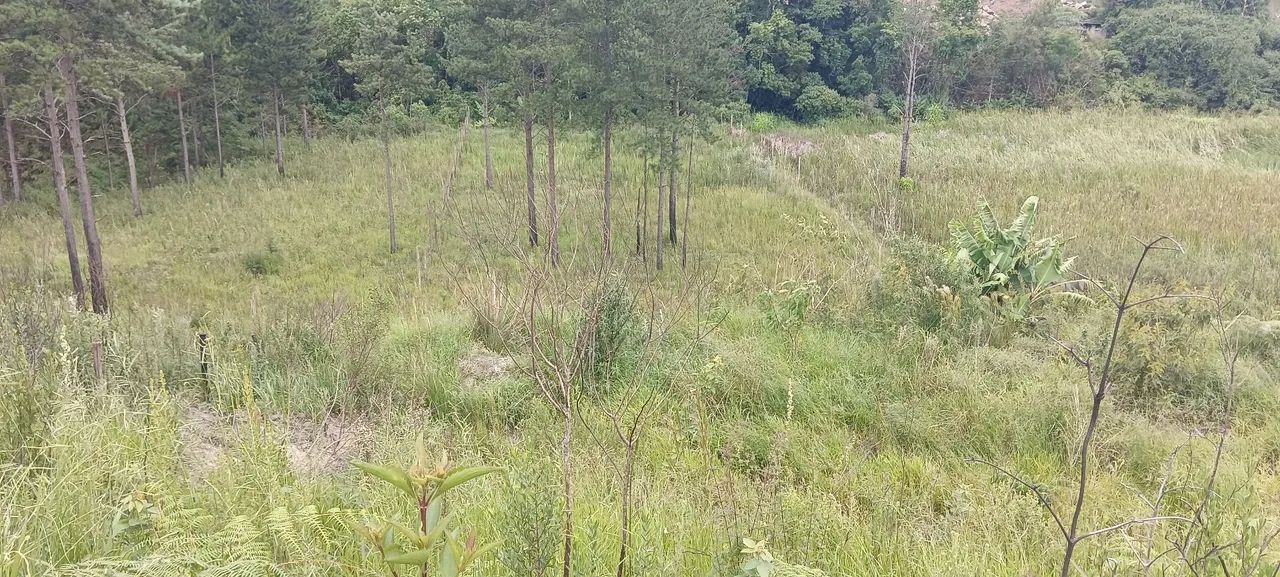 Ótimo terreno para formar chácara 2500m2 - Foto 4