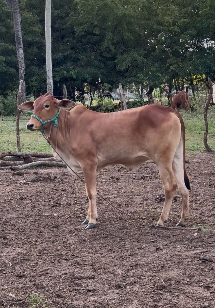 Garrota Sindinel