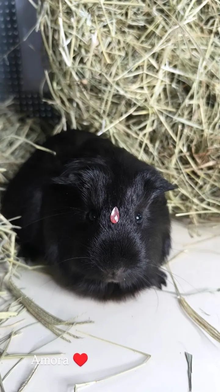Doasse porquinho da índia  - Foto 2