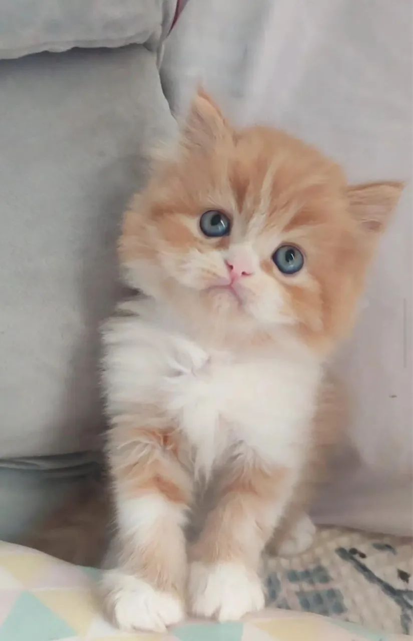 Gato persa  - Foto 2