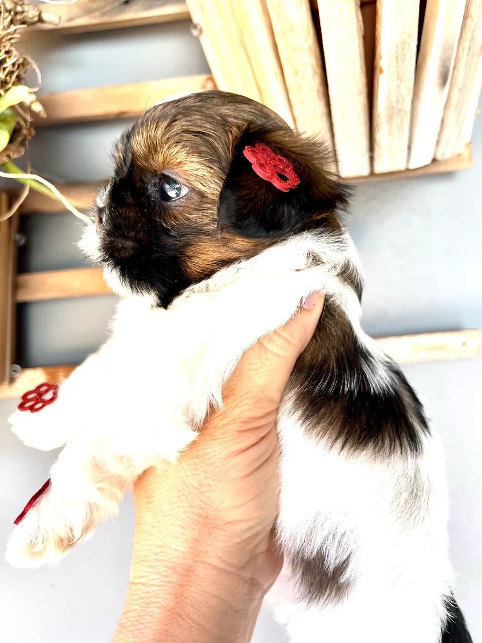 Shih Tzu - Foto 5