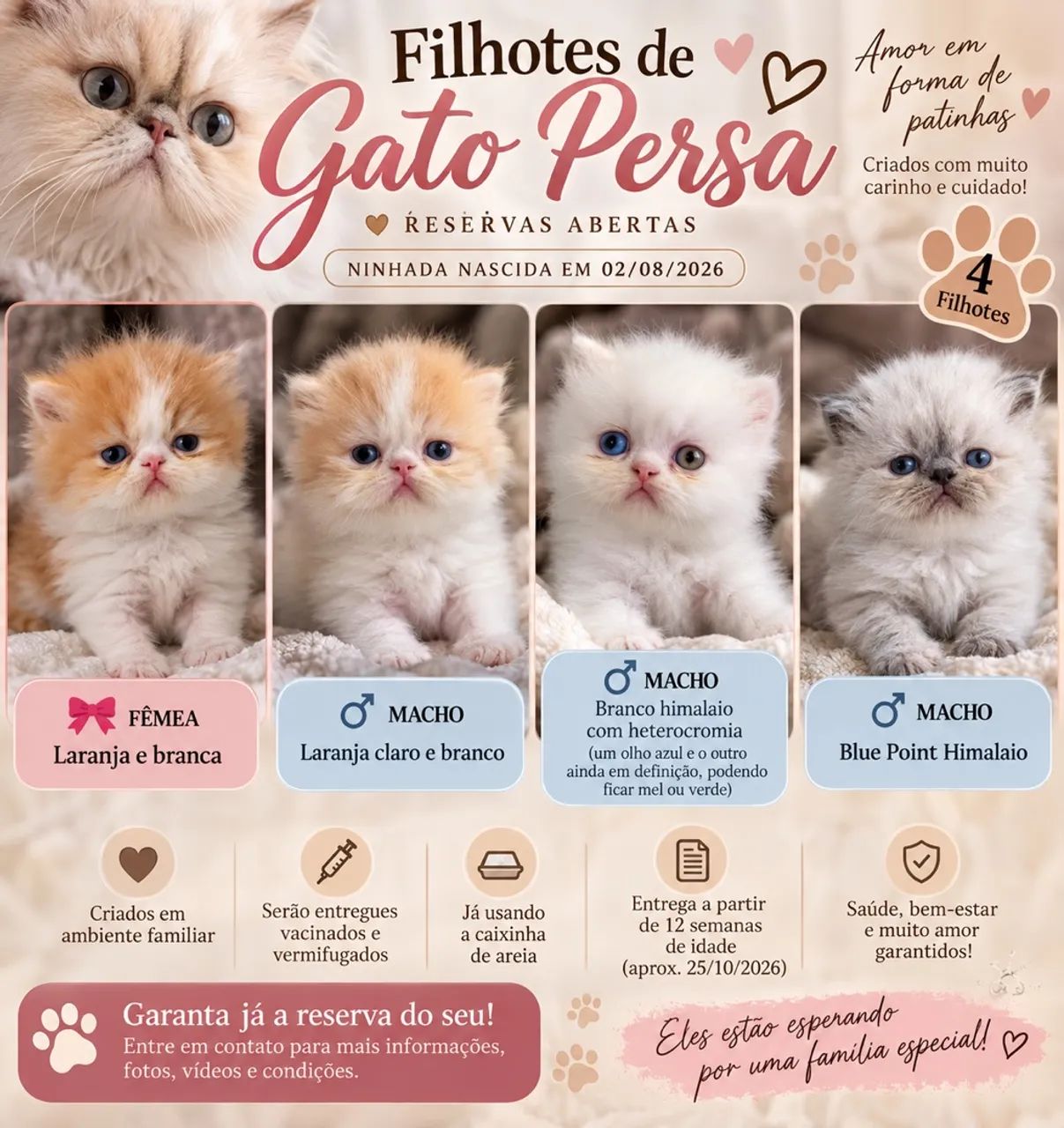 Filhotes de persa 
