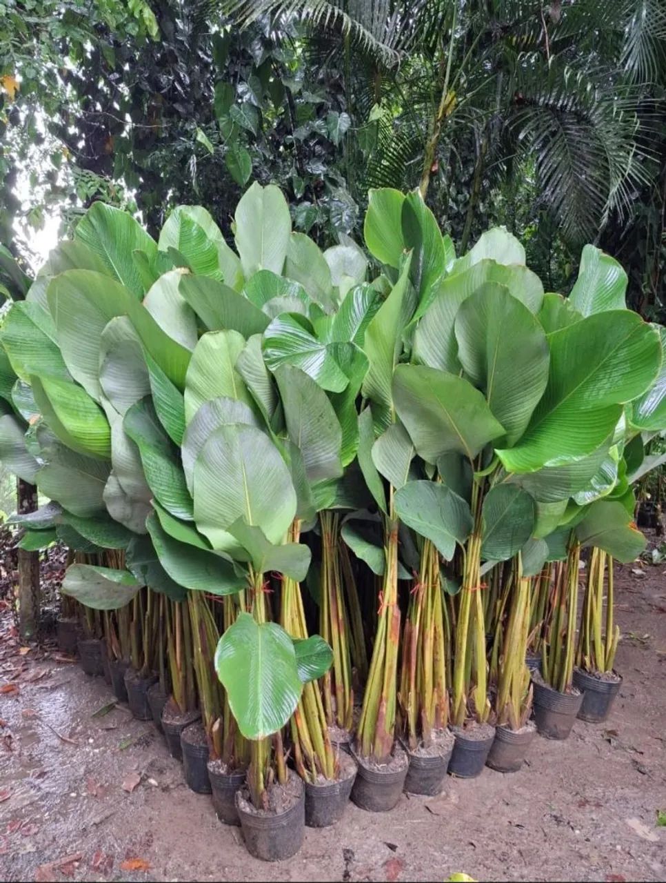 ? Parceria para Fornecimento de Plantas Ornamentais<br> - Foto 3