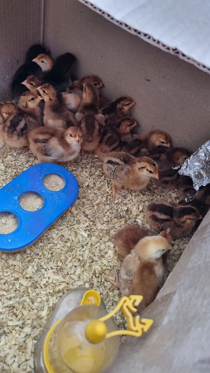 Pintinhos machos e fêmeas Galinha Poedeira Rhode Island Red  - Foto 4