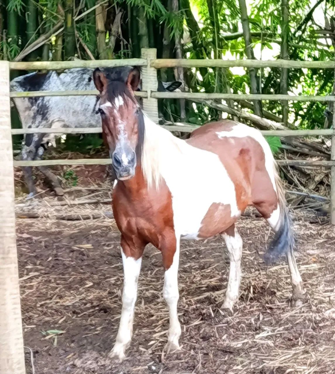 Égua pampa  - Foto 2