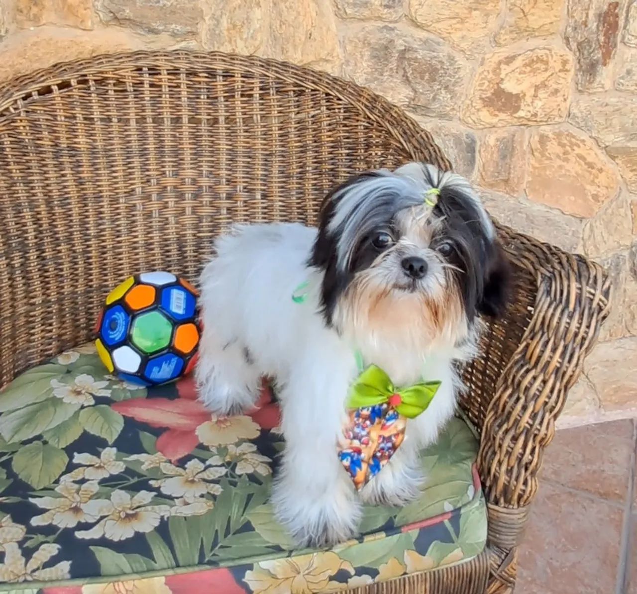 Filhote shih tzu macho  - Foto 4