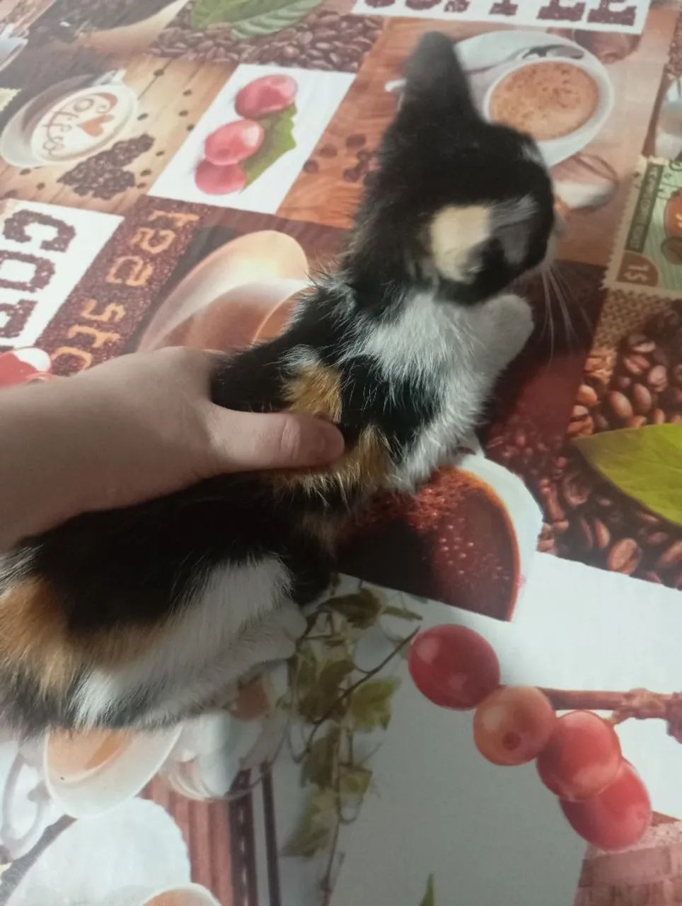 DOAÇÃO DE GATO - Foto 3