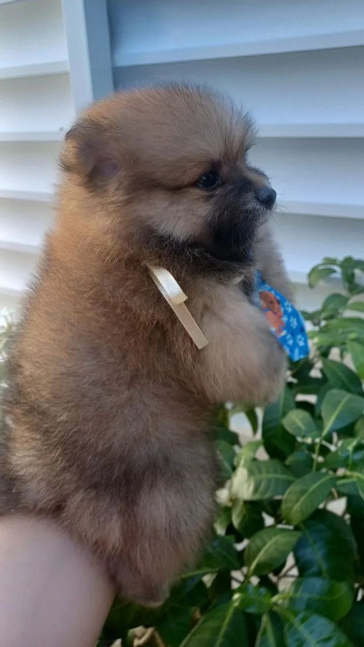 Spitz alemão  - Foto 2