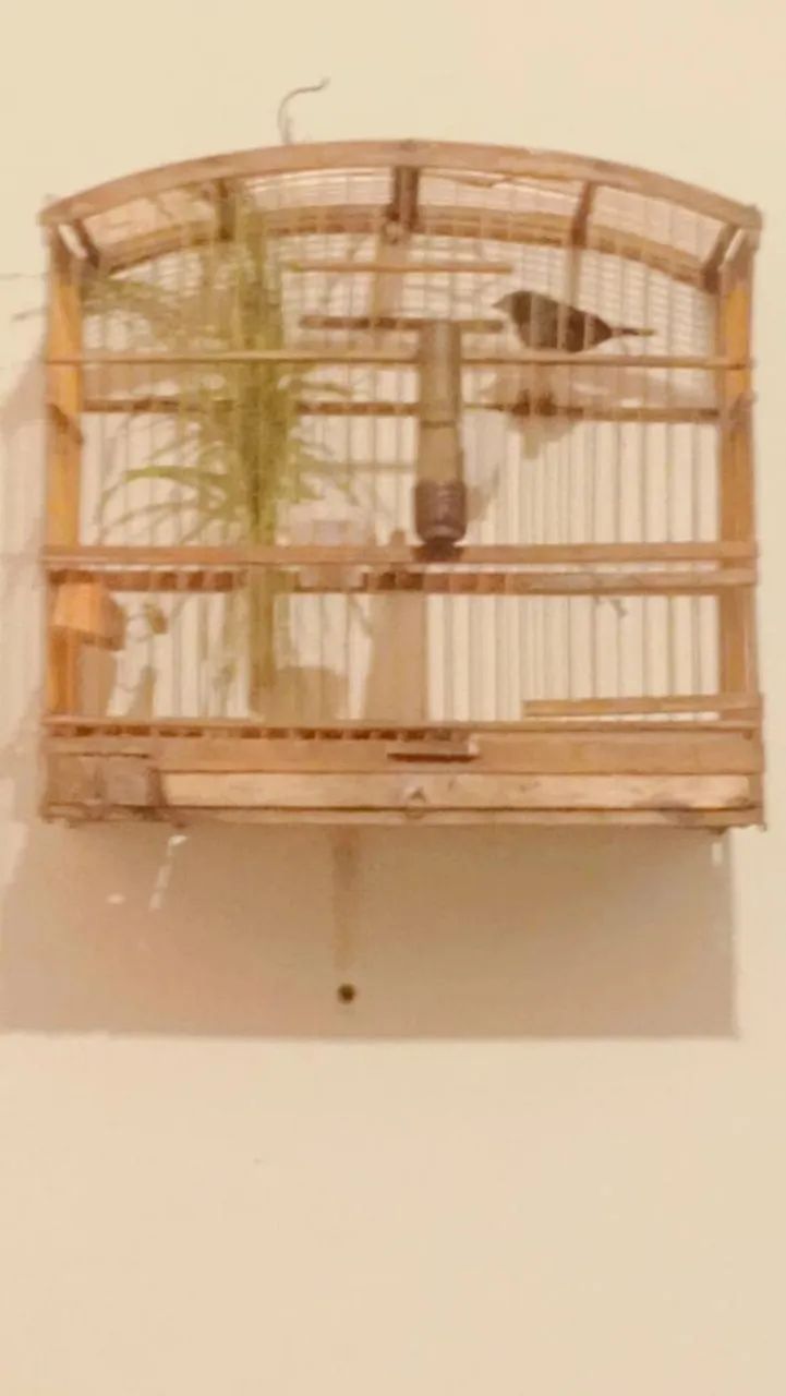 Vendo gaiola  - Foto 4