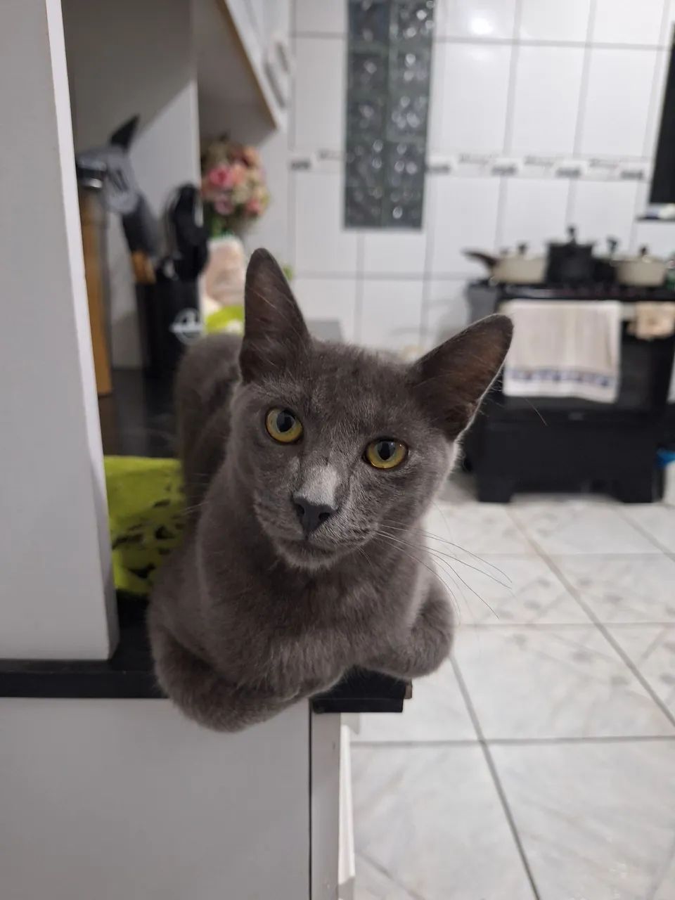 Doação de gato filhote - Foto 5