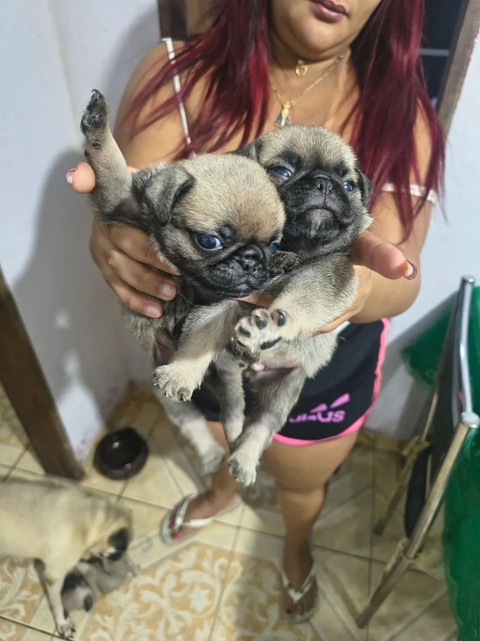 Cachorro  - Foto 5