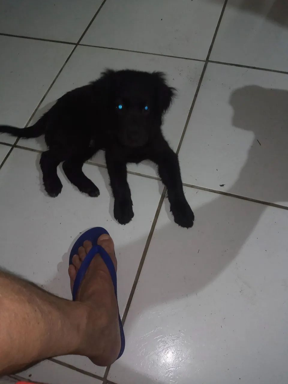 Cachorro labrador