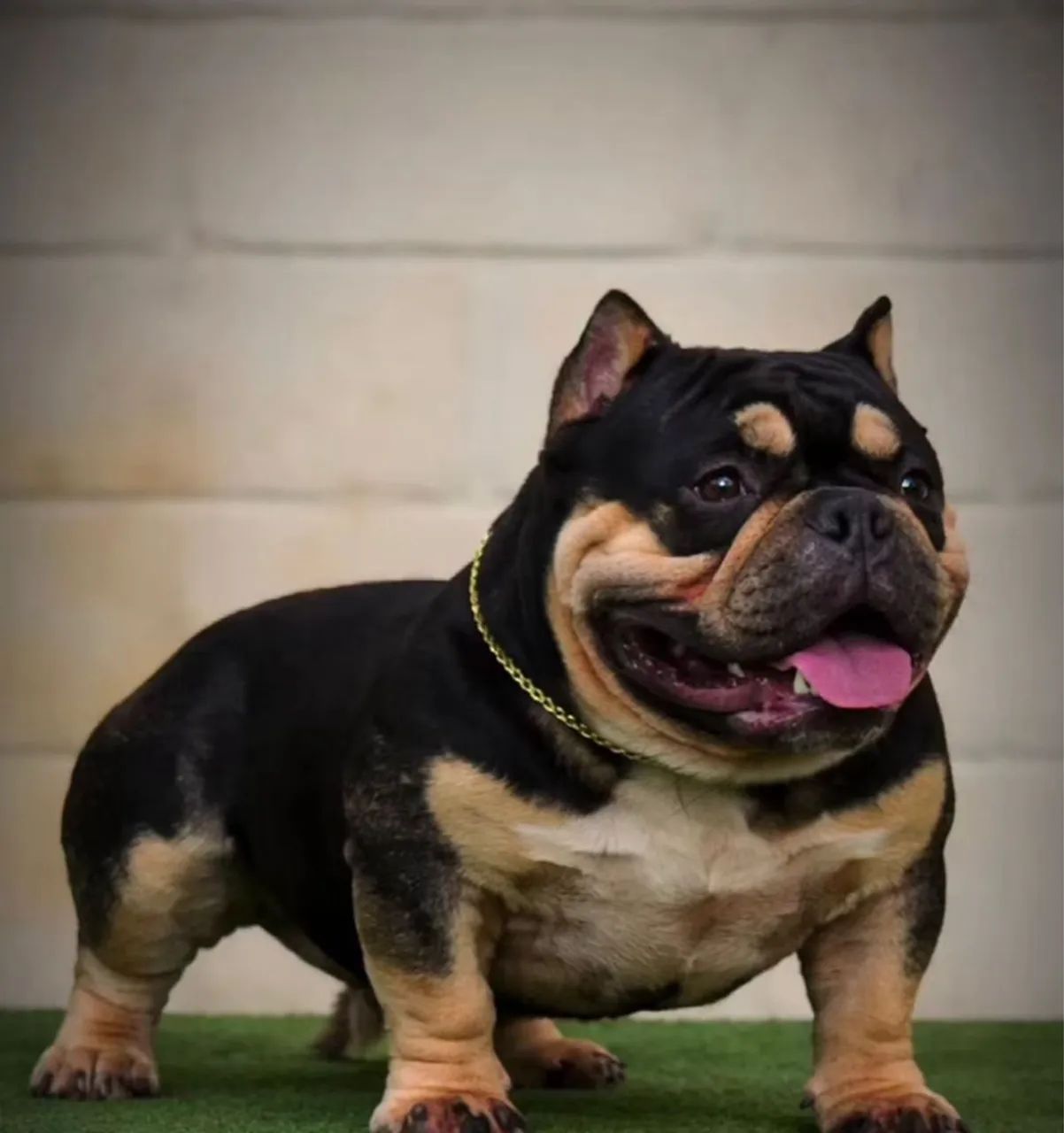 Filhote American Bully  - Foto 4