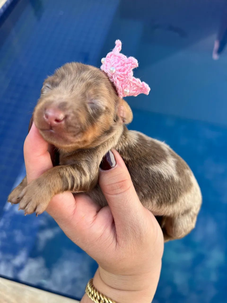 Dachshund Basset salsicha Teckel linguicinha