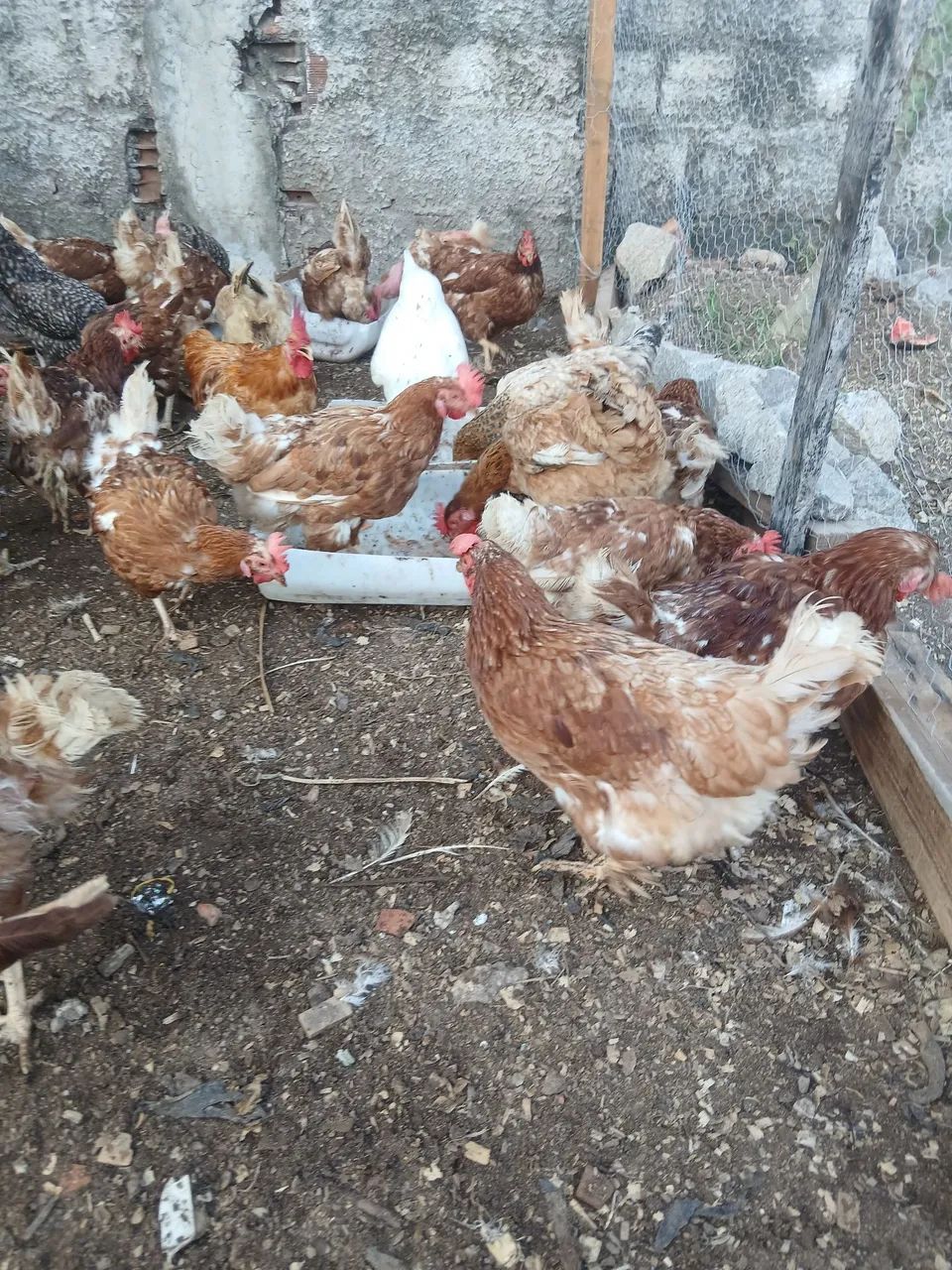 Galinha caipira 