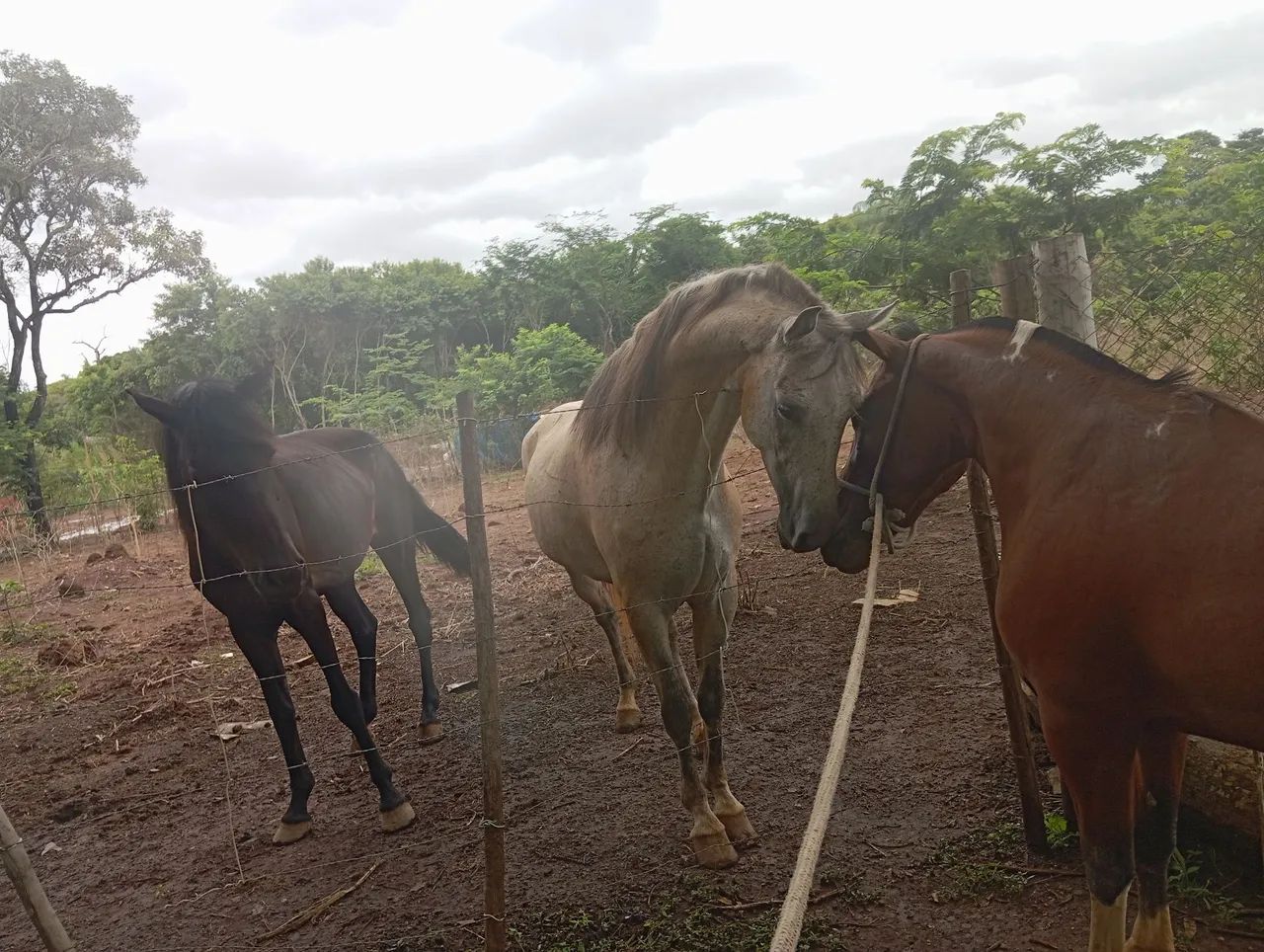 Vende-se cavalo inteiro bom de andar manso de tudo 