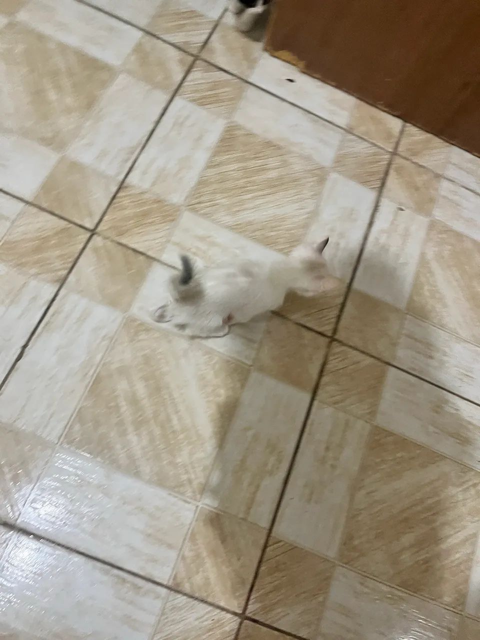 Gato macho para adoção  - Foto 3