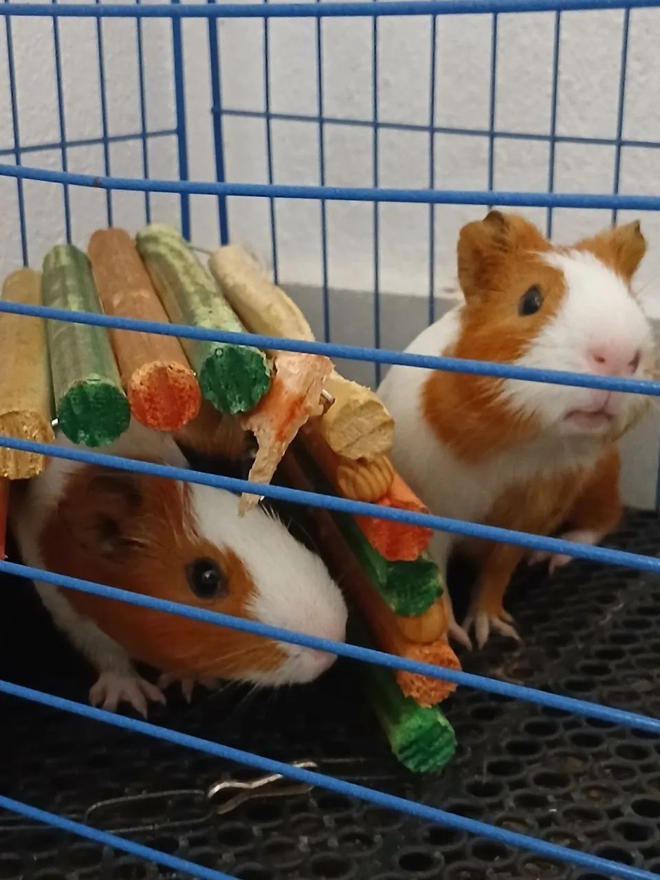 Porquinho da Índia  - Foto 2