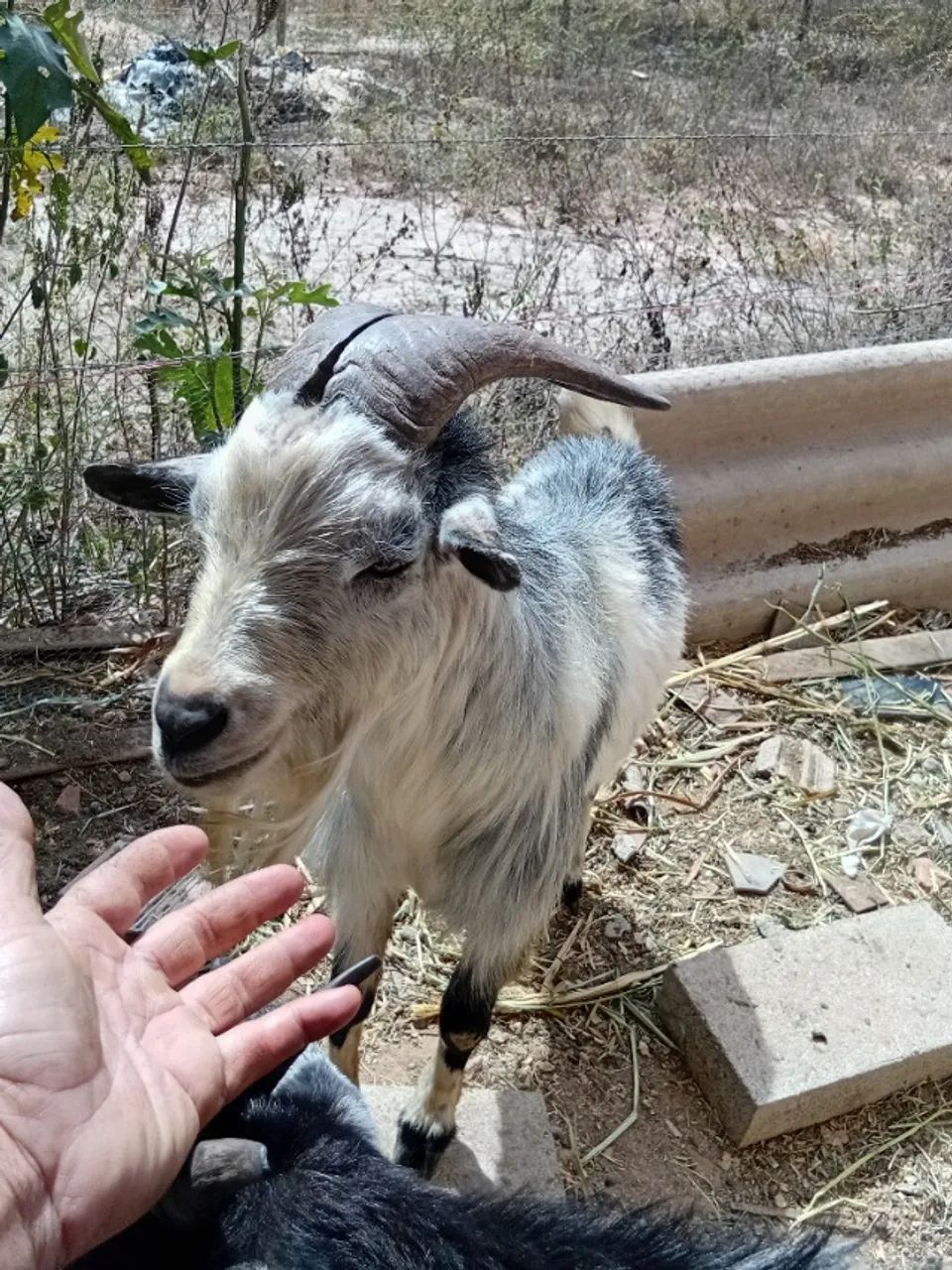 Mini cabras  - Foto 2
