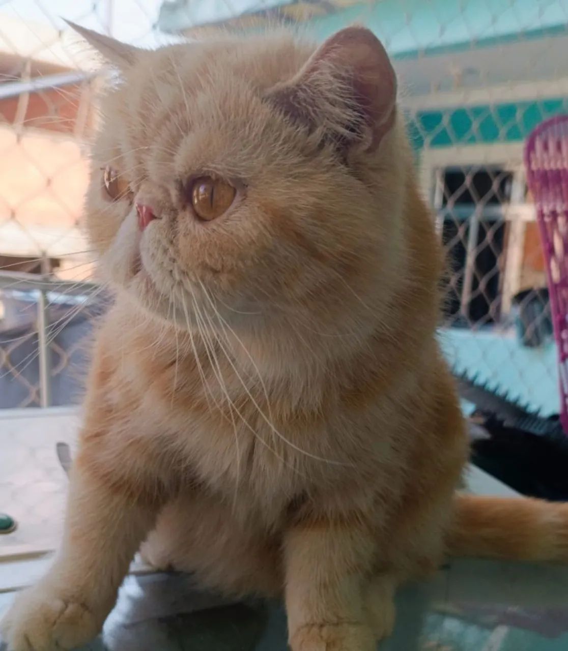 Exóticos bebês a venda