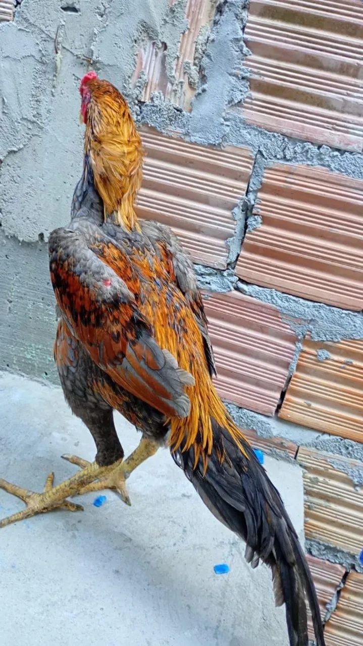 Frango carioca  - Foto 3