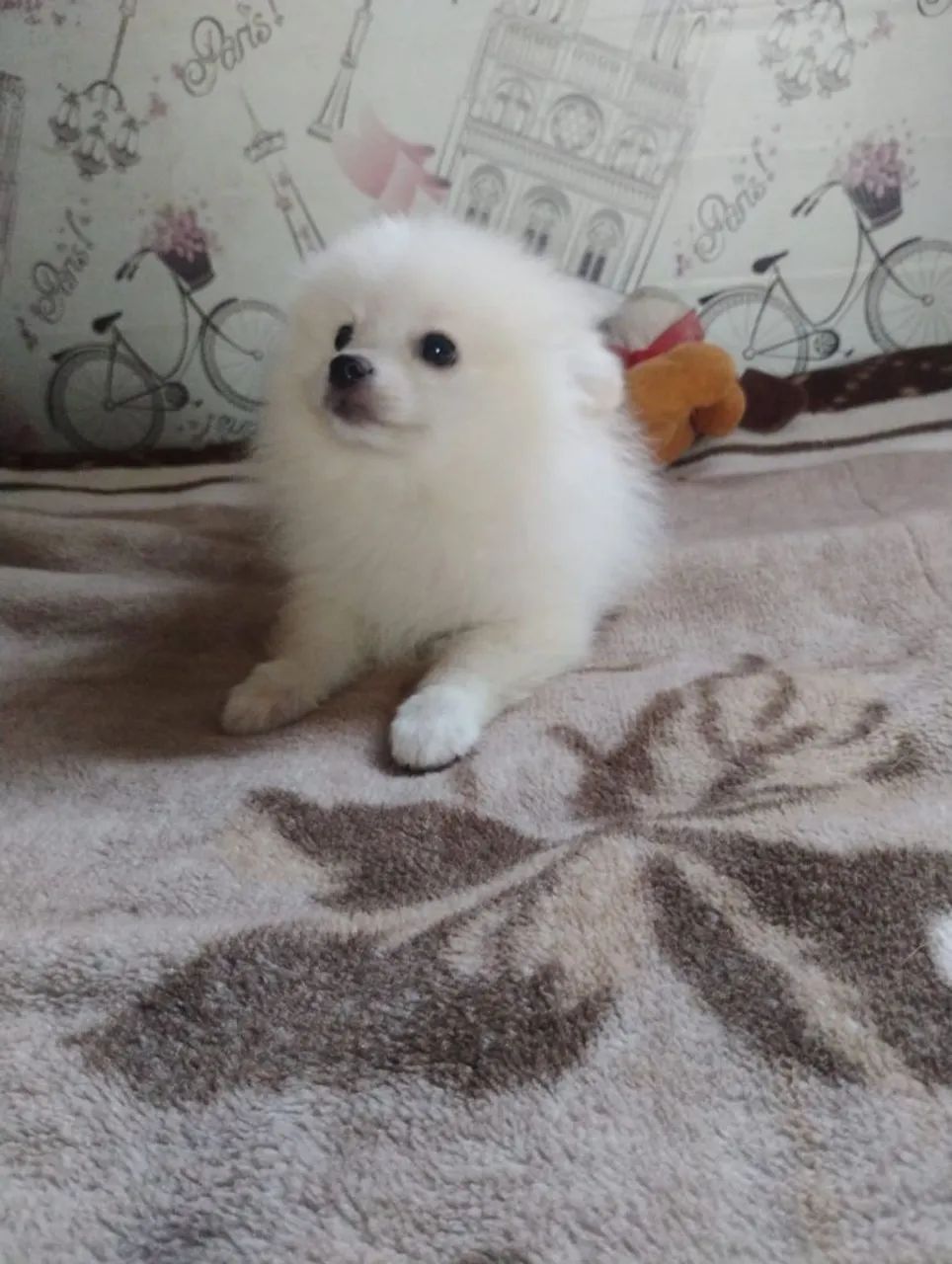 Spitz Alemão Anão  - Foto 2