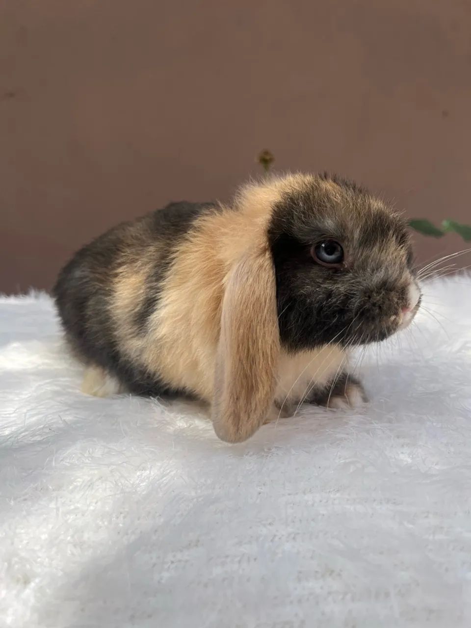 Mini coelho - Foto 5