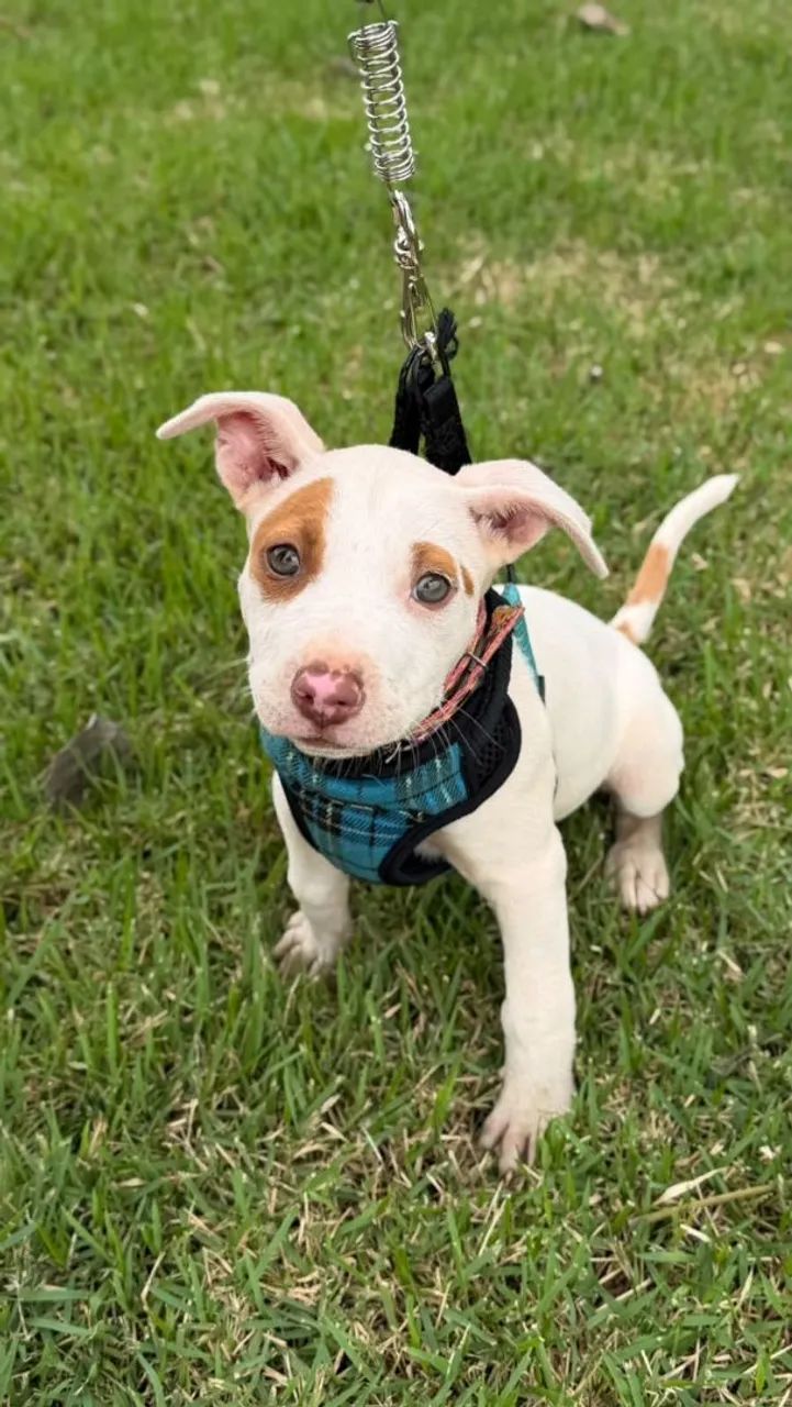 Vende se pitbull  - Foto 3