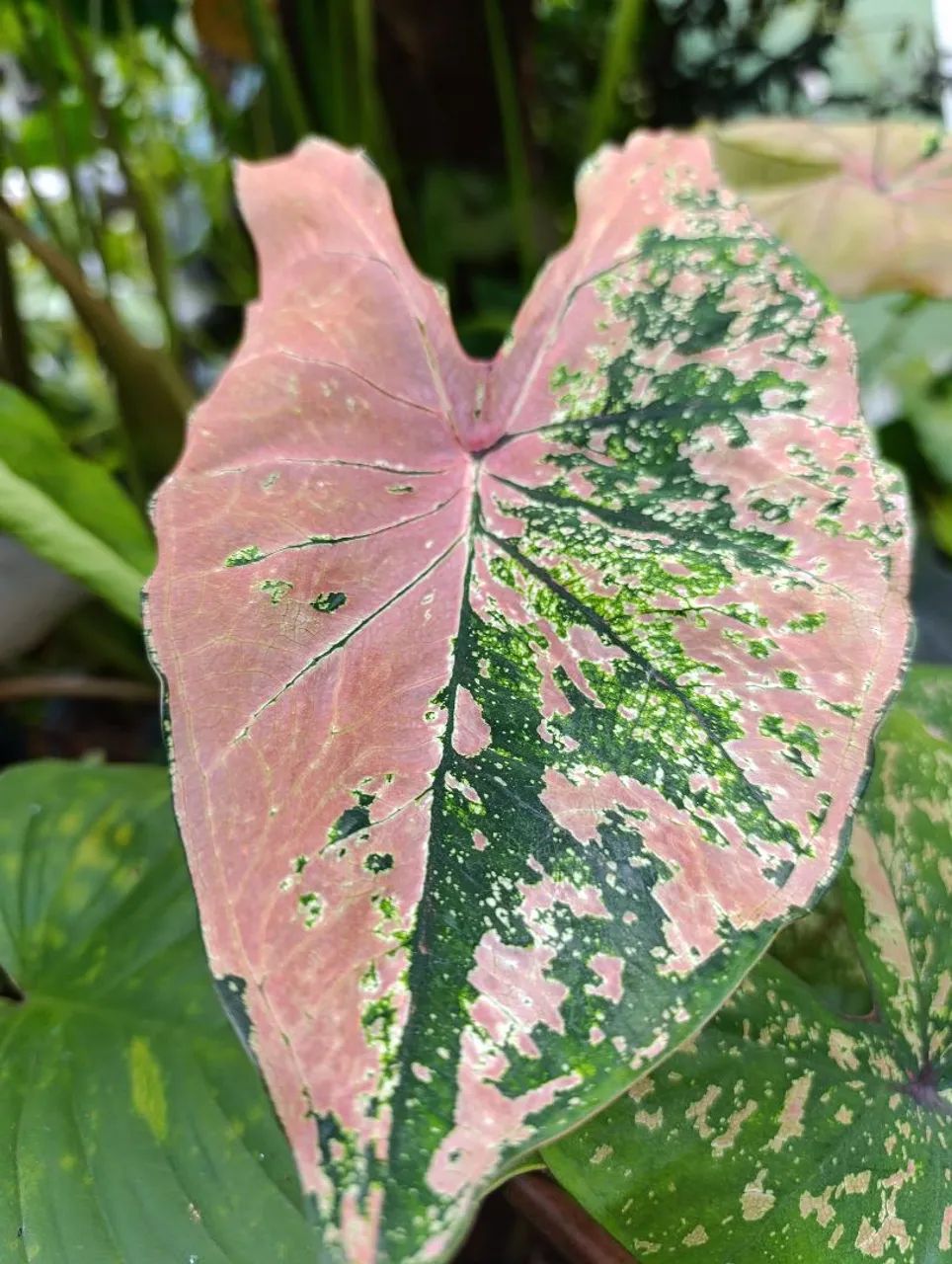 Caladiums  - Foto 4