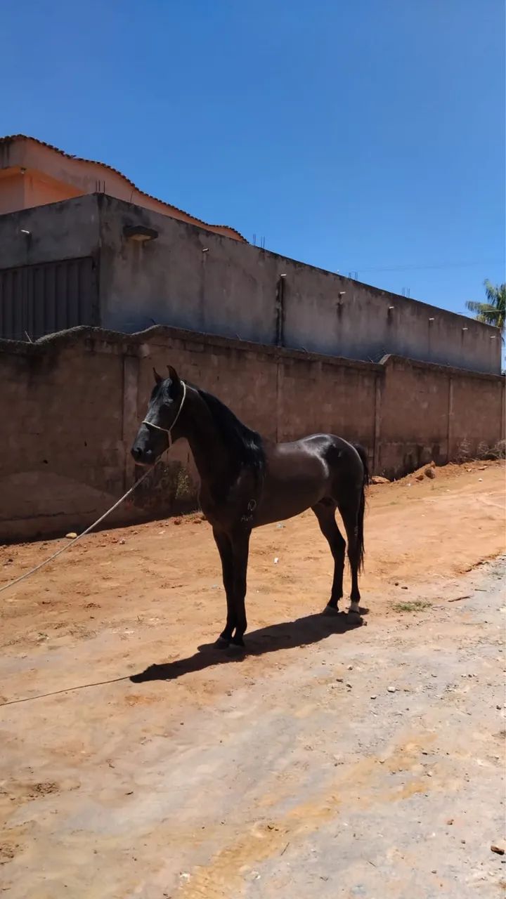 Vendo um cavalo