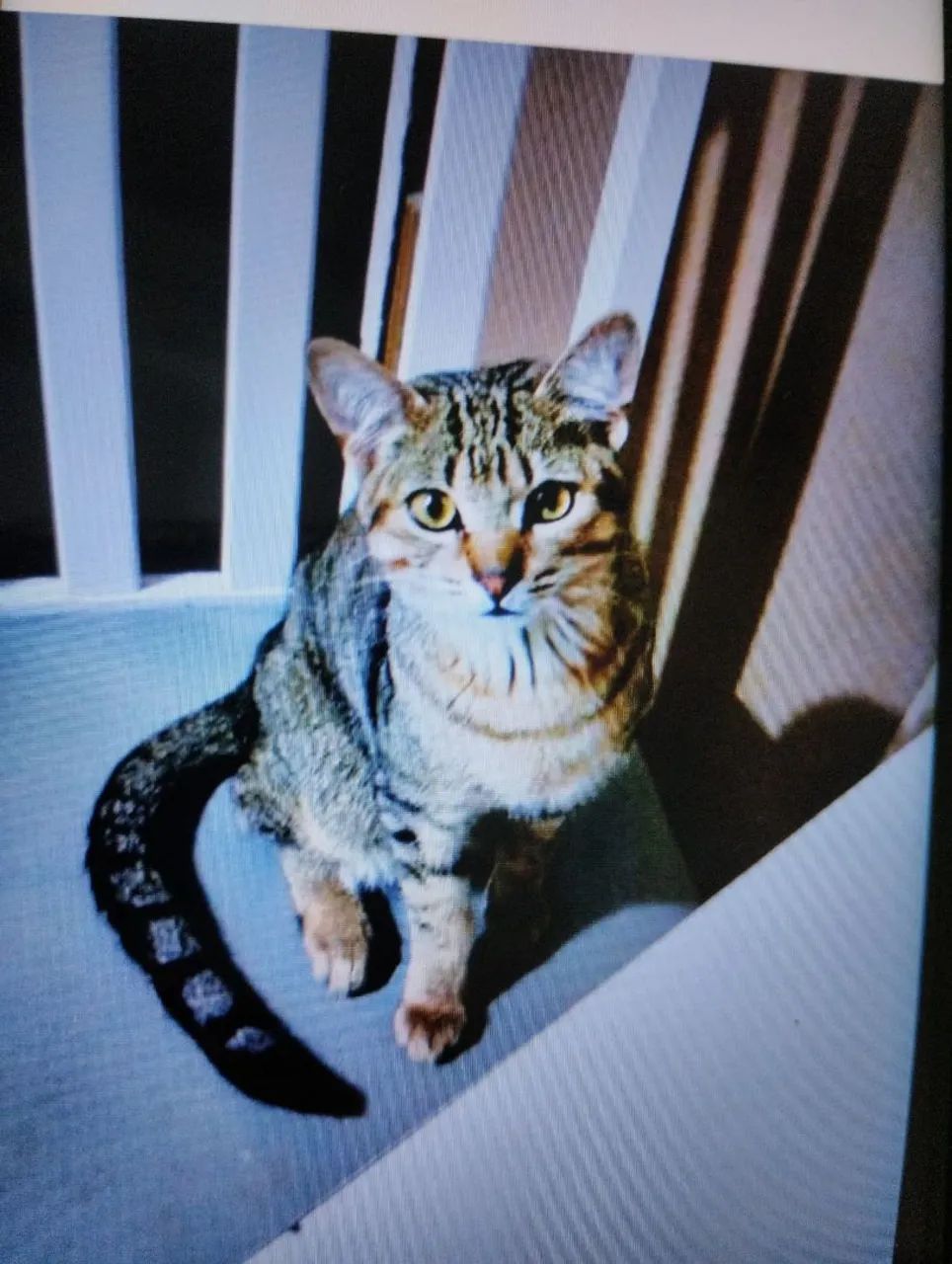 Doa_se gatos - Foto 2