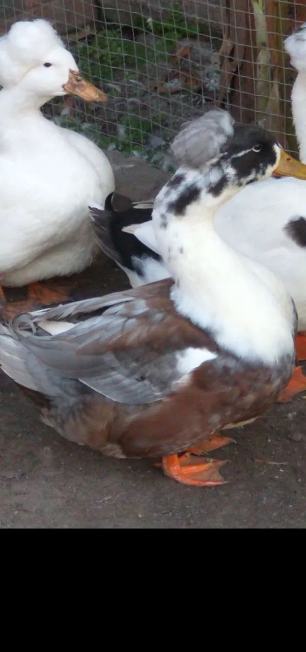 Vendo marreco de pompom macho 