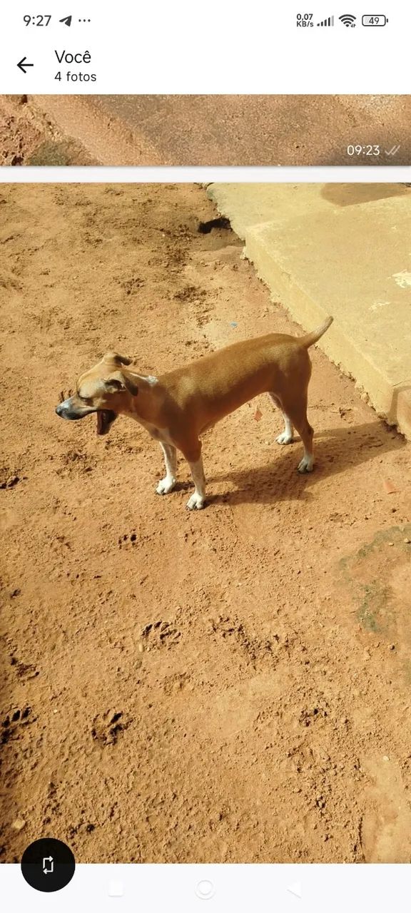 Cachorros  - Foto 2