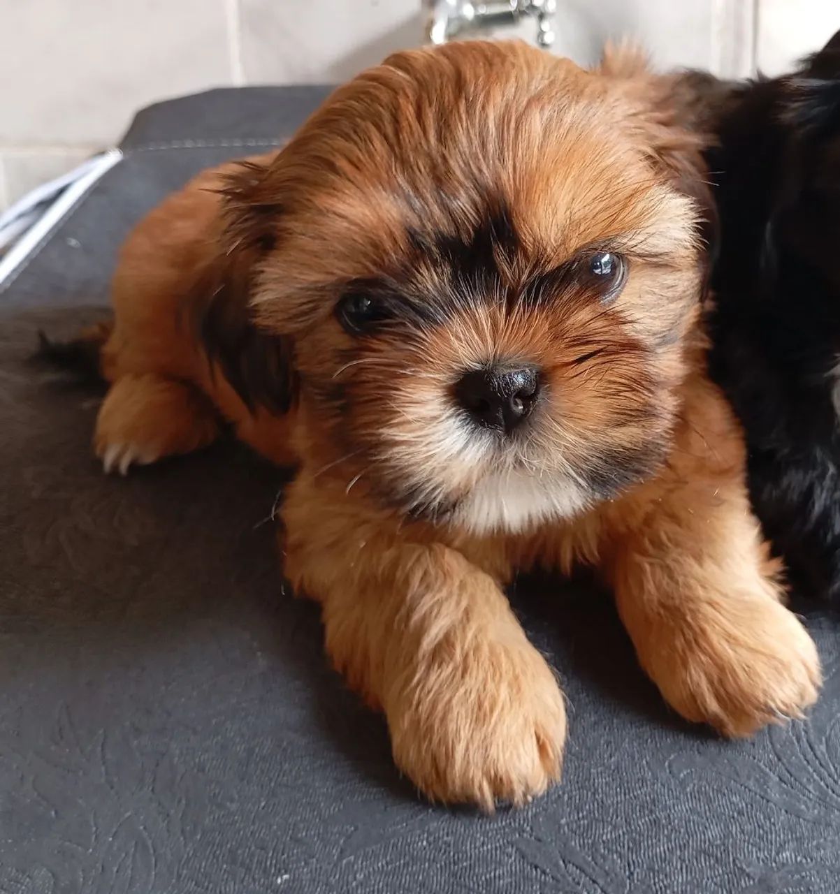 Último machinho  - Foto 3