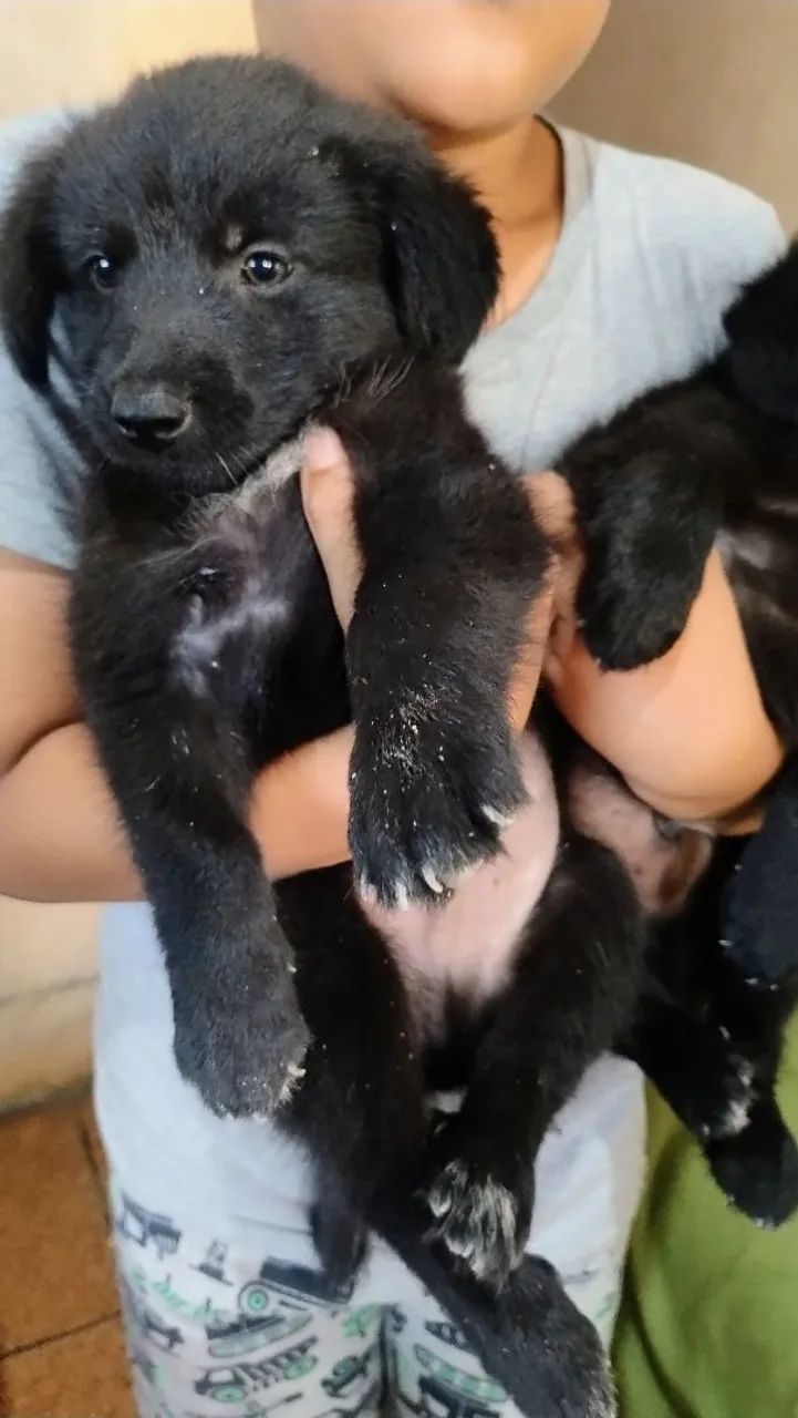 Doa-se estes lindos cachorrinhos  - Foto 2