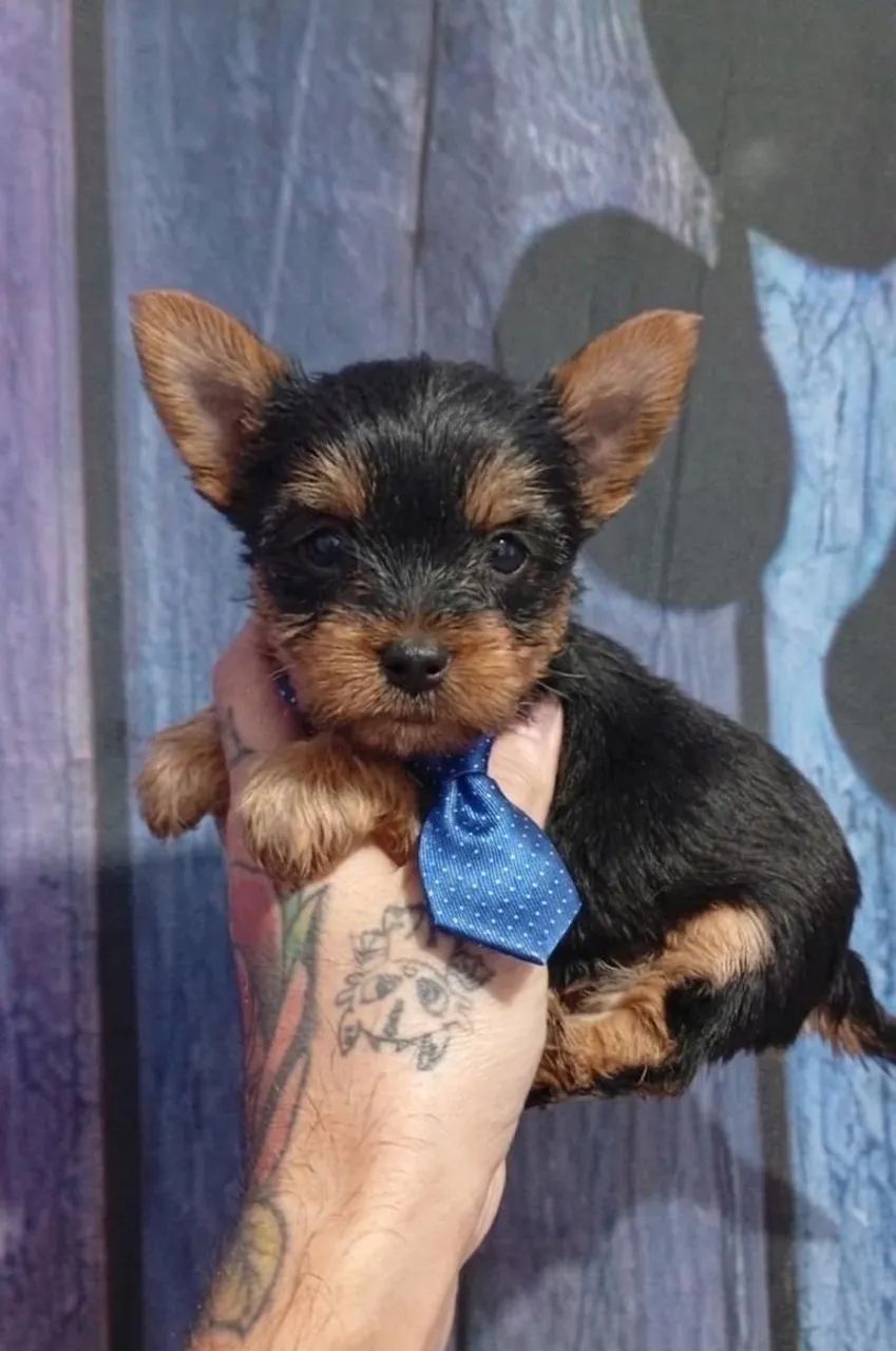     YORKSHIRE TERRIER MACHO DISPONÍVEL