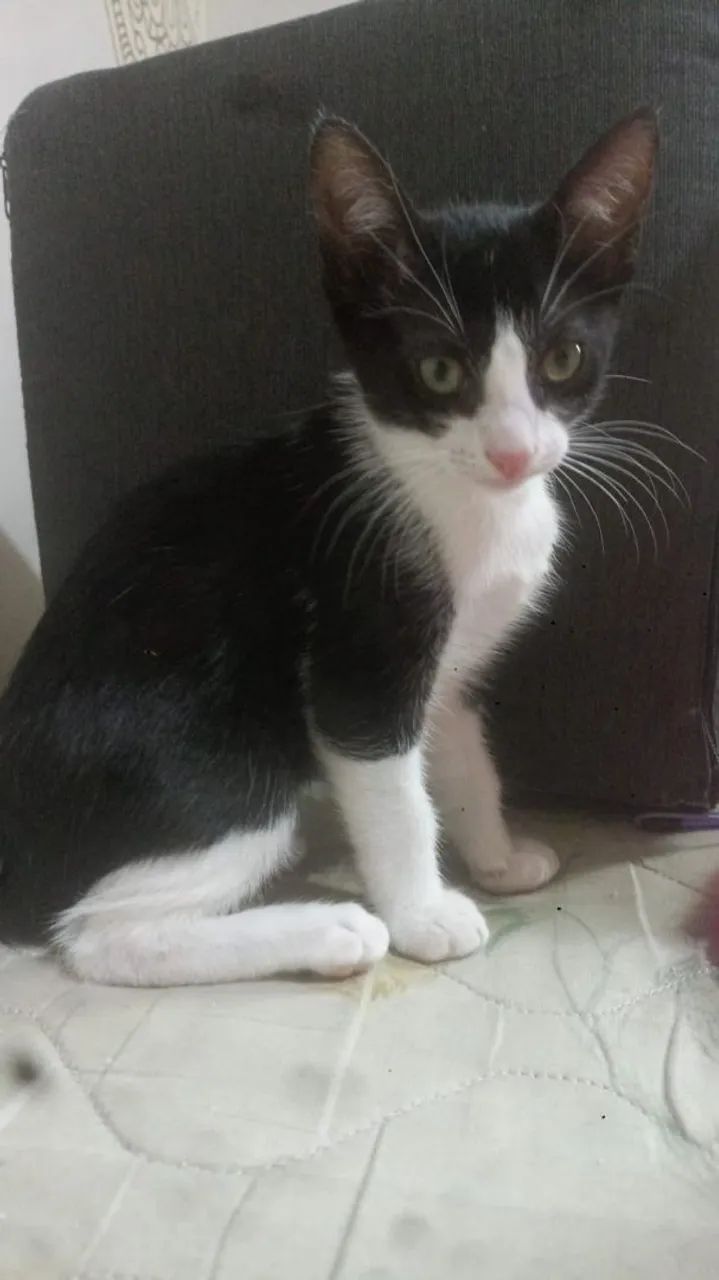 Doação frajolas - Foto 3