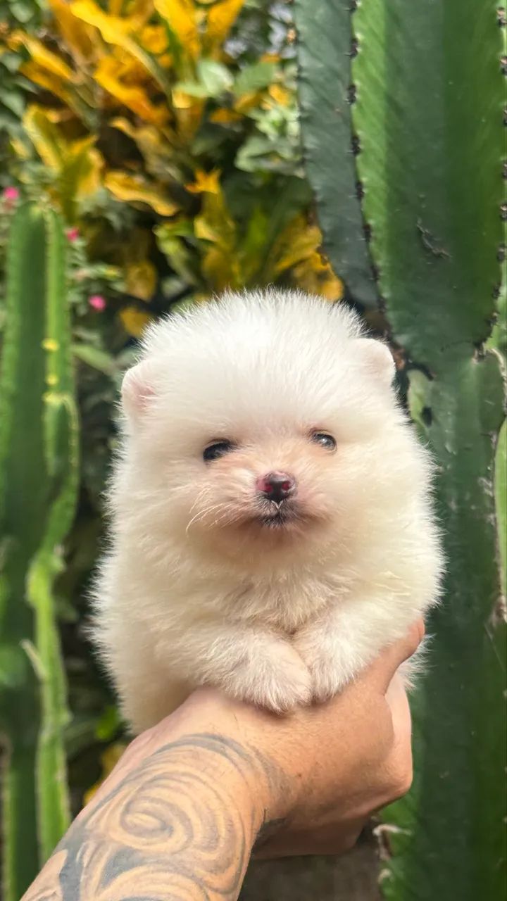 Spitz Alemão Anão