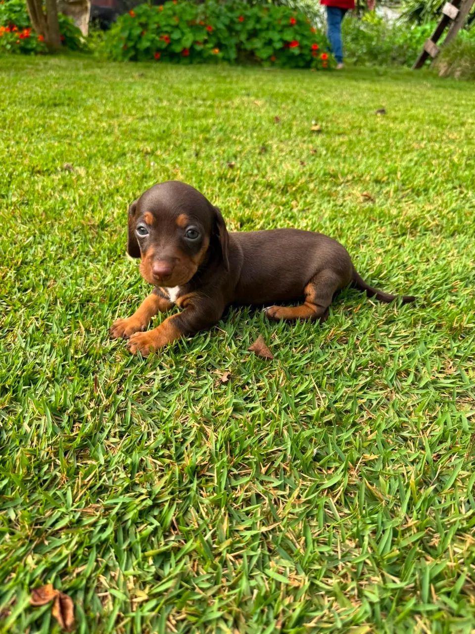 Dachshund 