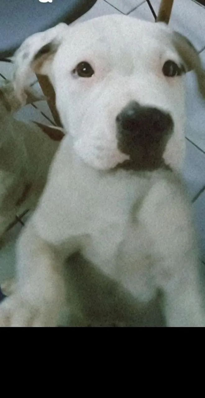 Filhote de Pit Bull ligitimo - Foto 2