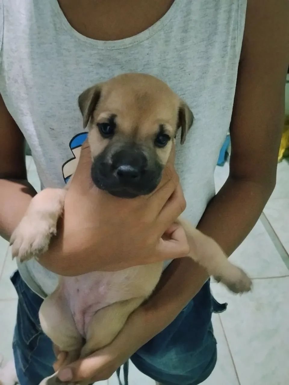 Cachorro 