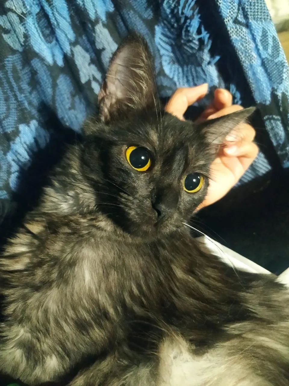 DOA-SE GATOS COM URGÊNCIA  - Foto 3