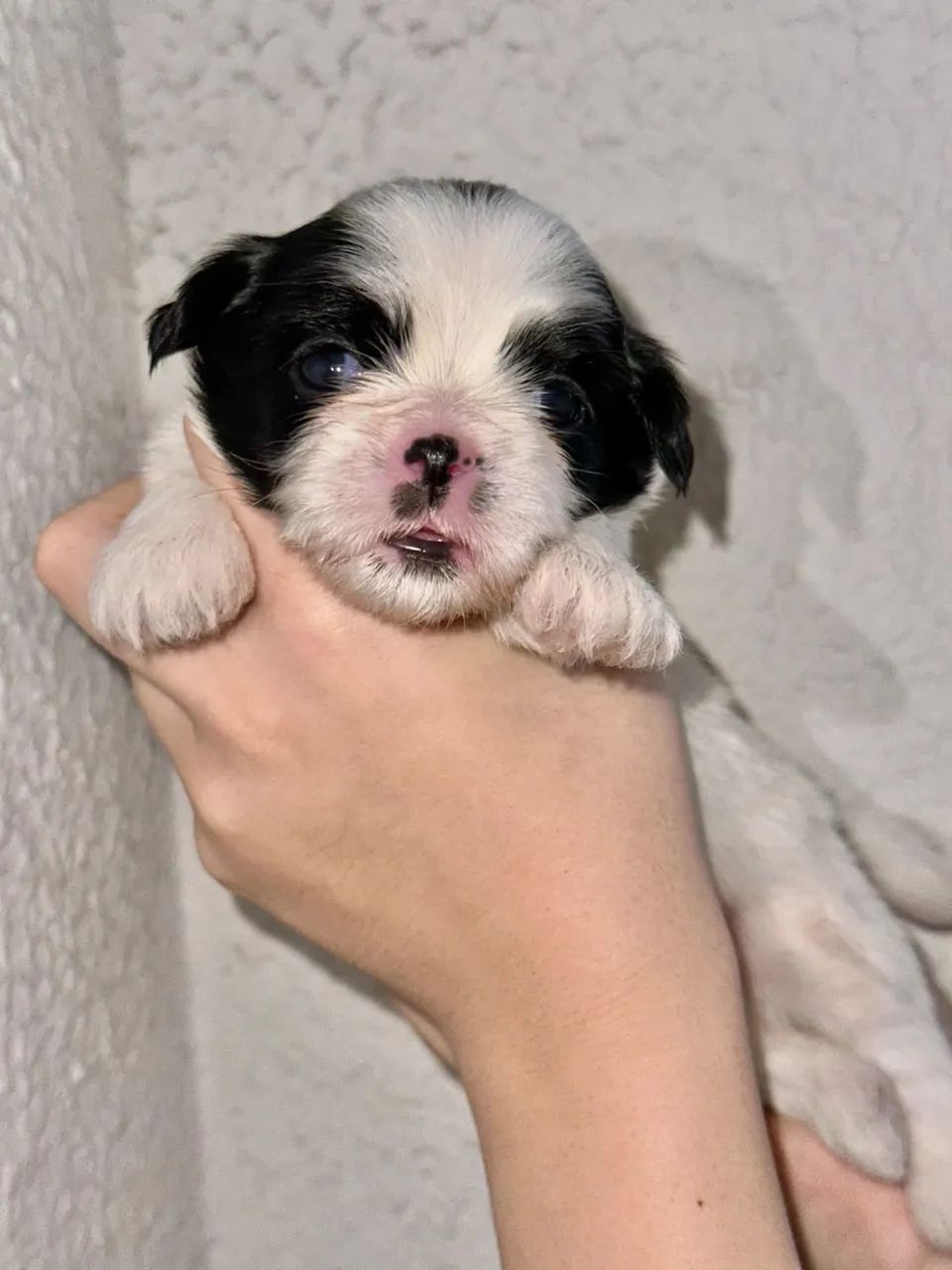 Shih-tzu disponível  - Foto 2