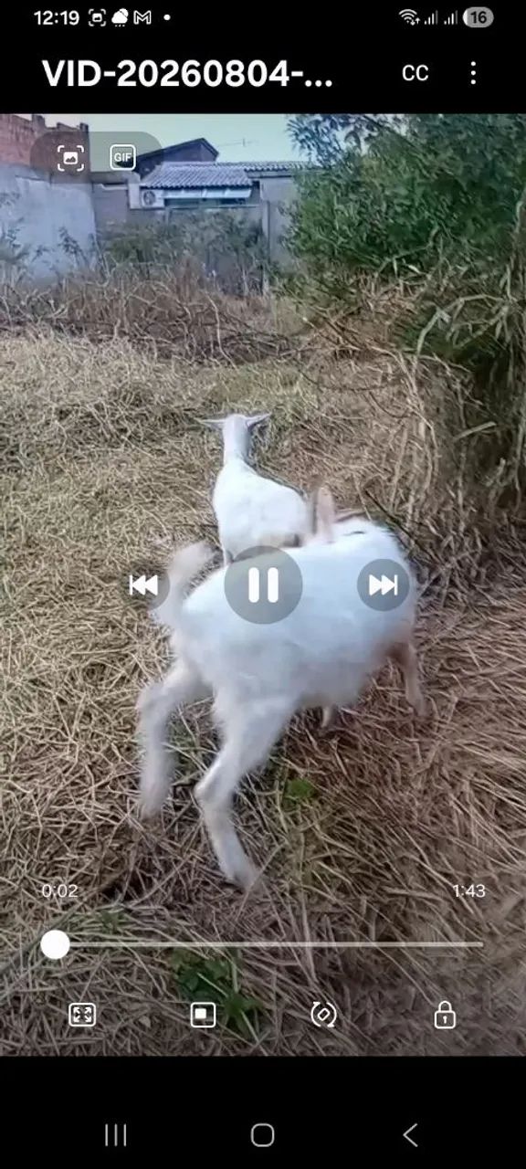 Cabras  - Foto 2